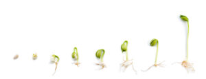 germination of a seed
